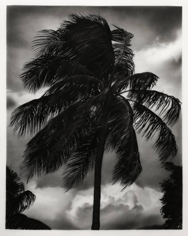 Study of Barbados Palm by Robert Longo